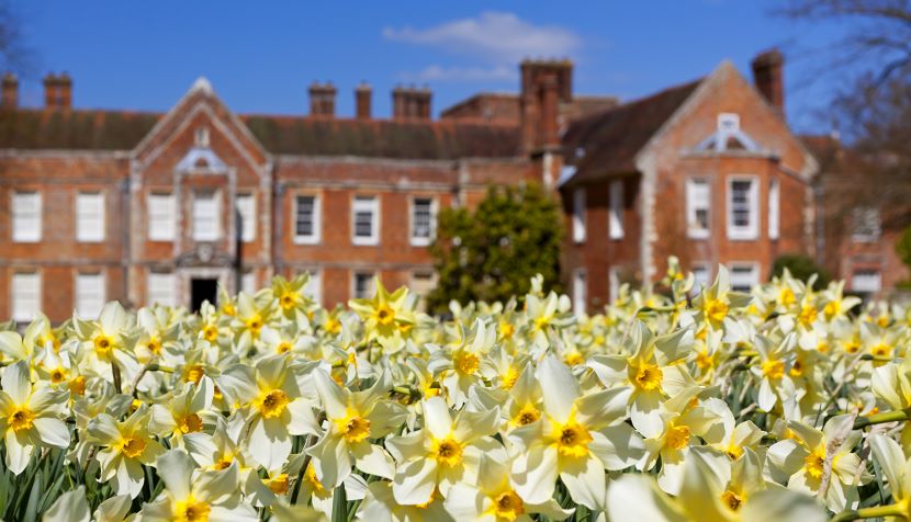 The Vyne daffodils